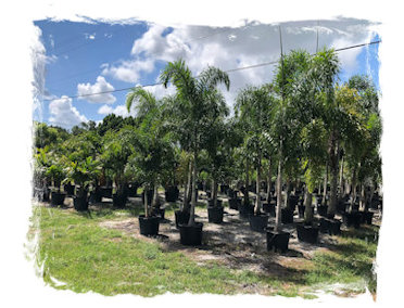25-gallon palms